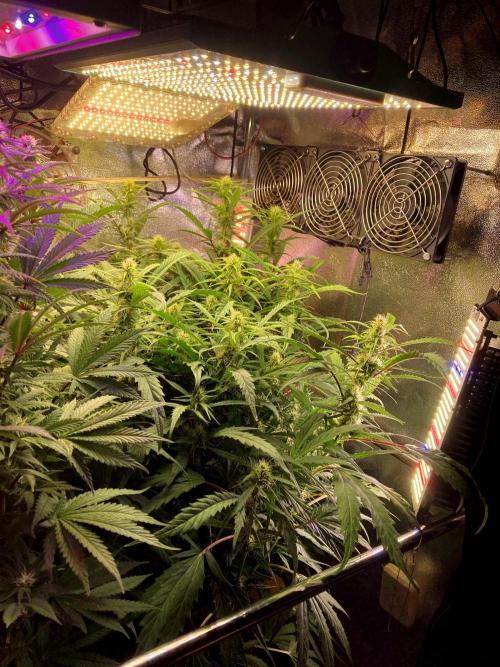 Runtz x Sativa Brazil. Week 12