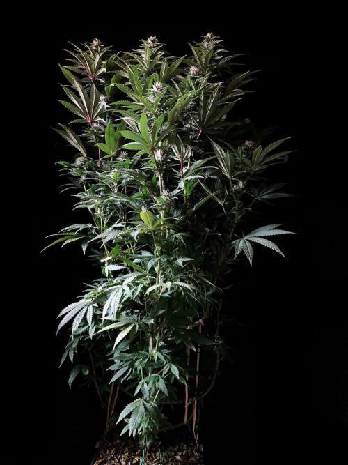 3M 🌮 Mexican Rush. Week 12