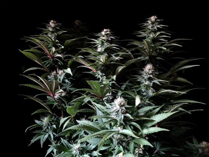3M 🌮 Mexican Rush. Week 12