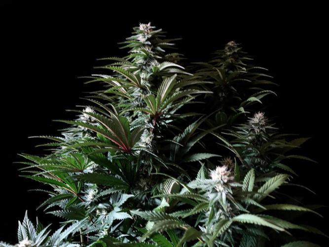 3M 🌮 Mexican Rush. Week 12