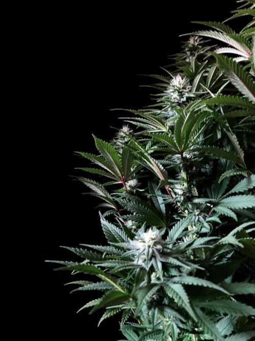 3M 🌮 Mexican Rush. Week 12