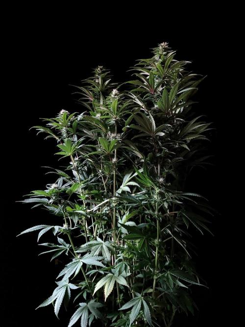 3M 🌮 Mexican Rush. Week 12