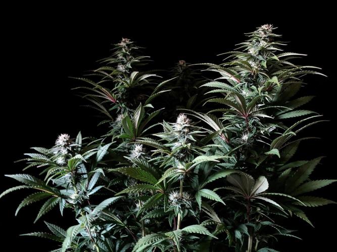 3M 🌮 Mexican Rush. Week 12