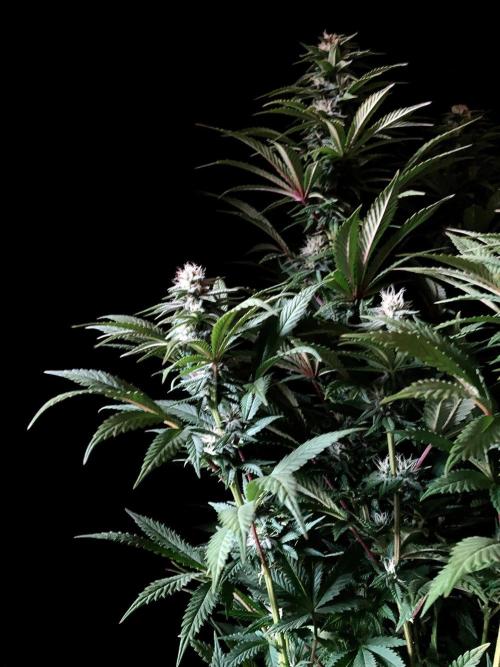 3M 🌮 Mexican Rush. Week 12