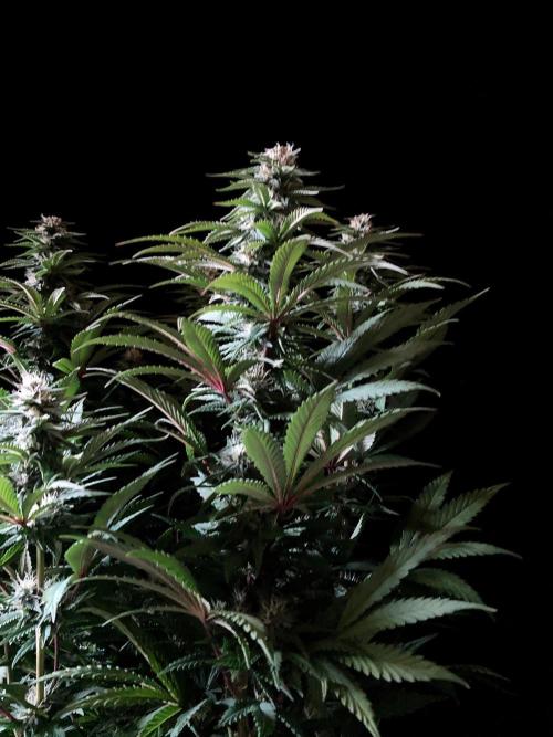 3M 🌮 Mexican Rush. Week 12