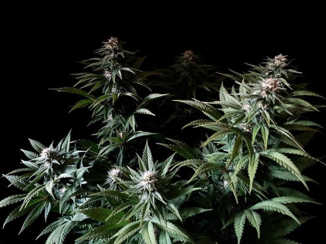 3M 🌮 Mexican Rush. Week 12