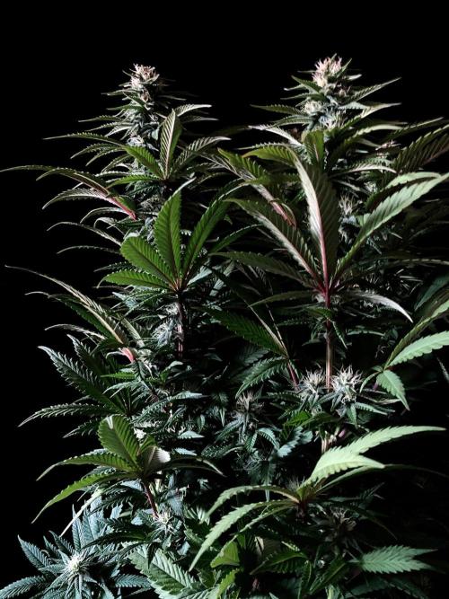 3M 🌮 Mexican Rush. Week 12