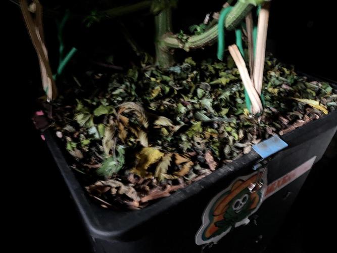 3M 🌮 Mexican Rush. Week 12 - Sacred mulch