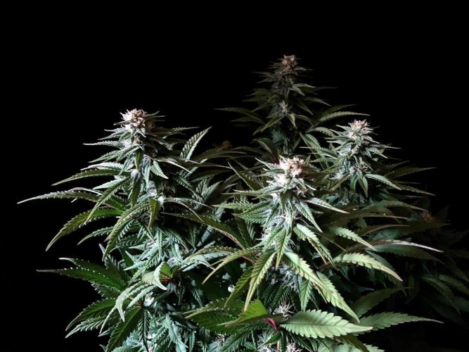 3M 🌮 Mexican Rush. Week 12