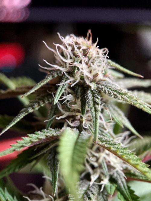 3M 🌮 Mexican Rush. Week 12