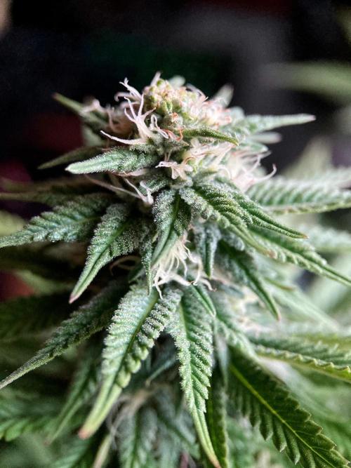 3M 🌮 Mexican Rush. Week 12