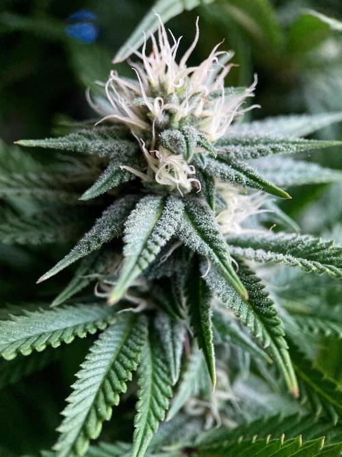 3M 🌮 Mexican Rush. Week 12
