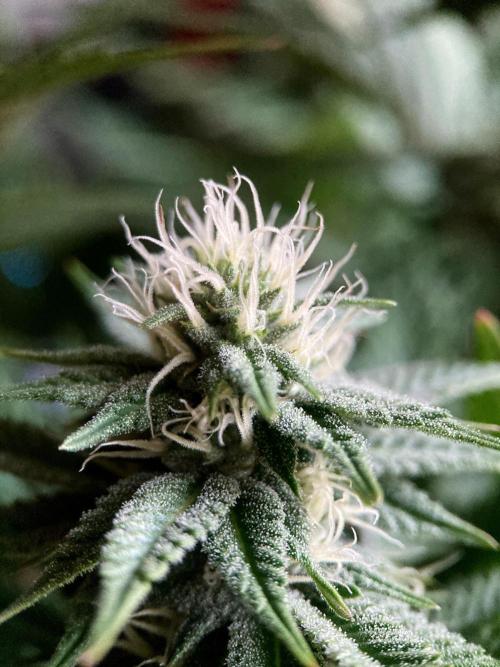 3M 🌮 Mexican Rush. Week 12