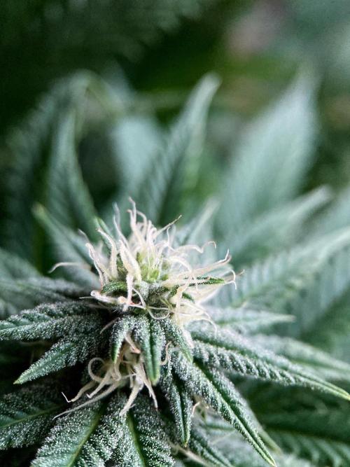 3M 🌮 Mexican Rush. Week 12
