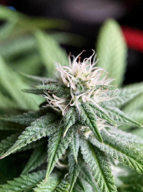 3M 🌮 Mexican Rush. Week 12