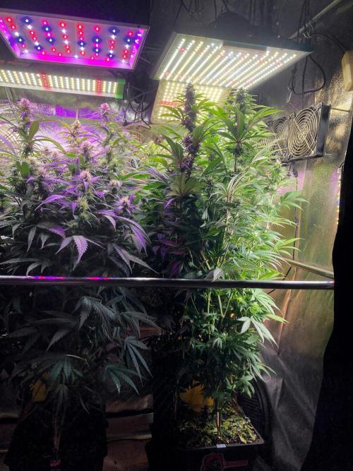 3M 🌮 Mexican Rush. Week 12