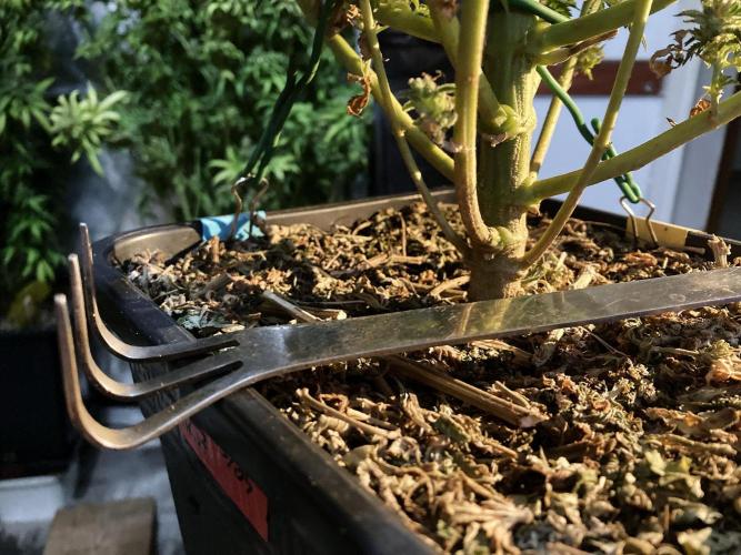 3M 🌮 Mexican Rush. Week 12