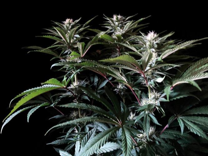 3M 🔺 Tutankhamon. Week 11