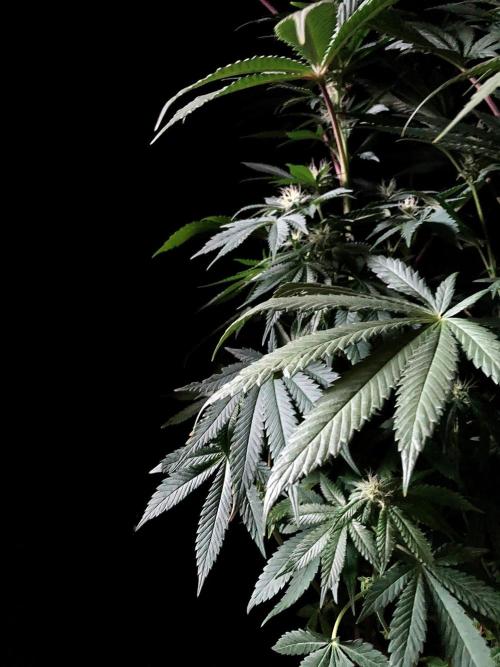 3M 🔺 Tutankhamon. Week 11