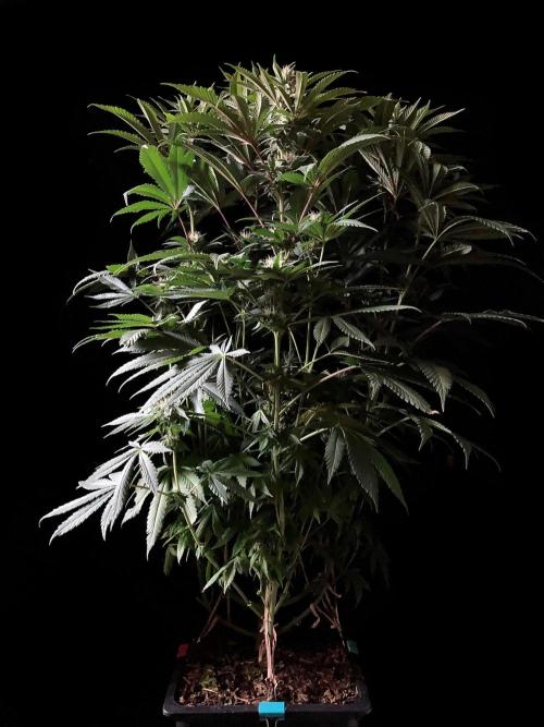 3M 🔺 Tutankhamon. Week 11