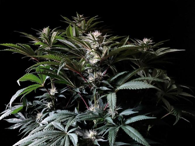 3M 🔺 Tutankhamon. Week 11