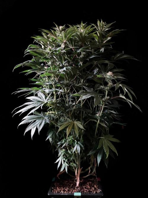 3M 🔺 Tutankhamon. Week 11