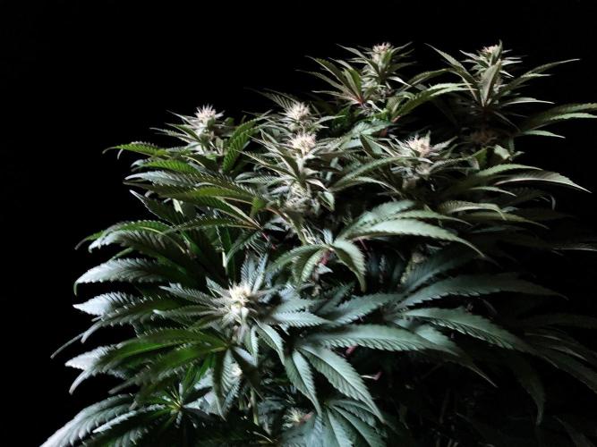 3M 🔺 Tutankhamon. Week 11