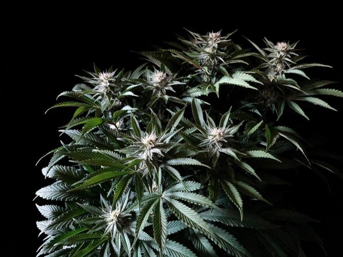 3M 🔺 Tutankhamon. Week 11