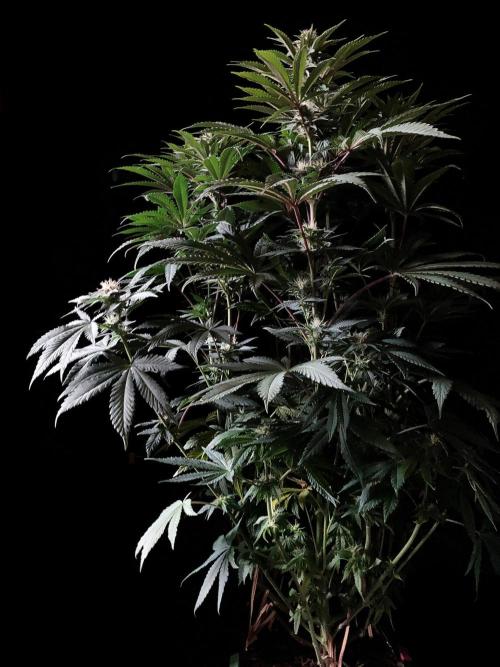 3M 🔺 Tutankhamon. Week 11