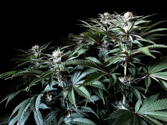 3M 🔺 Tutankhamon. Week 11