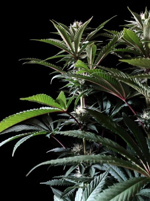 3M 🔺 Tutankhamon. Week 11