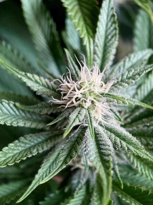 3M 🔺 Tutankhamon. Week 11