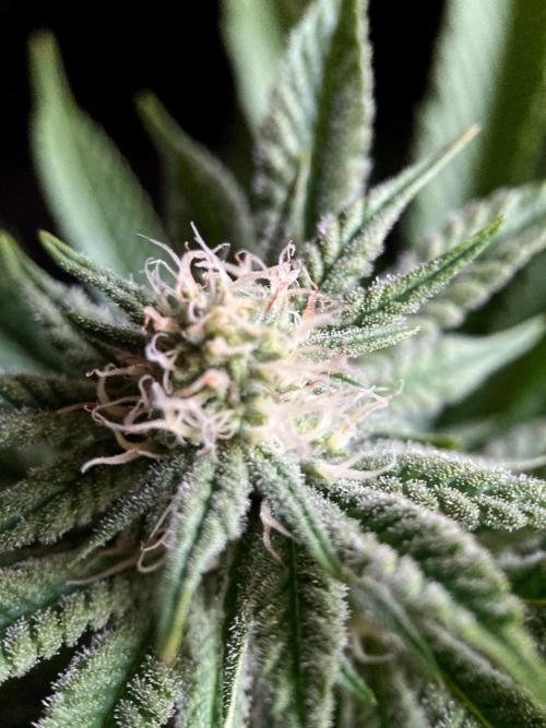 3M 🔺 Tutankhamon. Week 11
