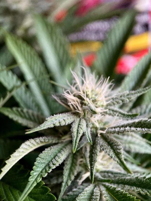 3M 🔺 Tutankhamon. Week 11