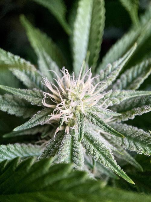3M 🔺 Tutankhamon. Week 11