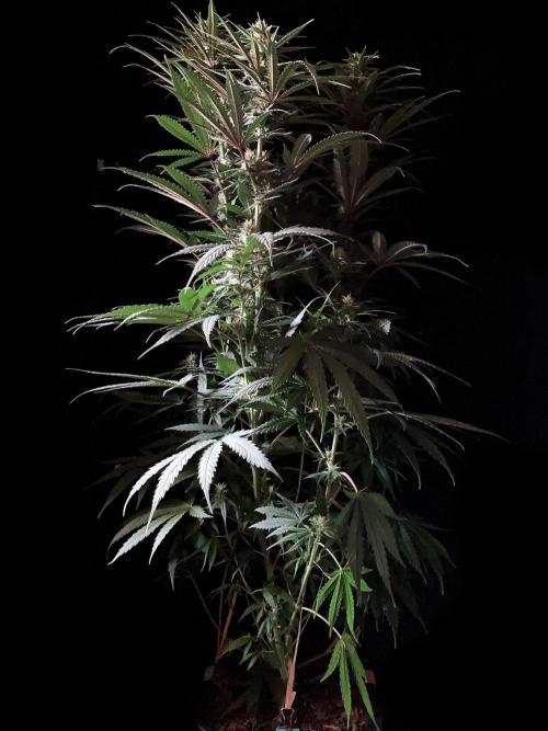 3M 🍁 NL x Thai. Week 10