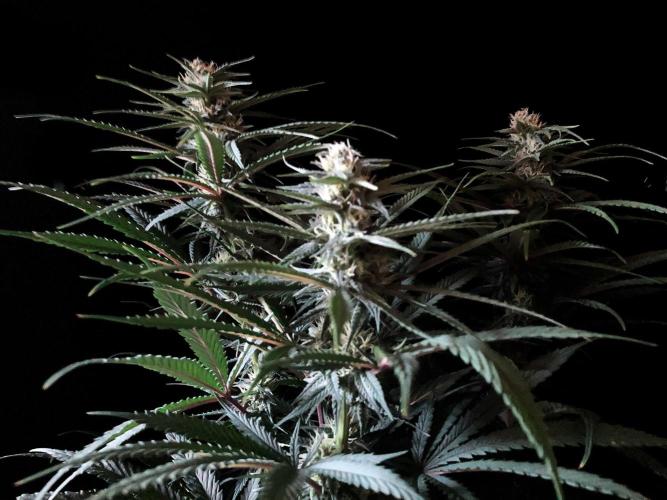 3M 🍁 NL x Thai. Week 10