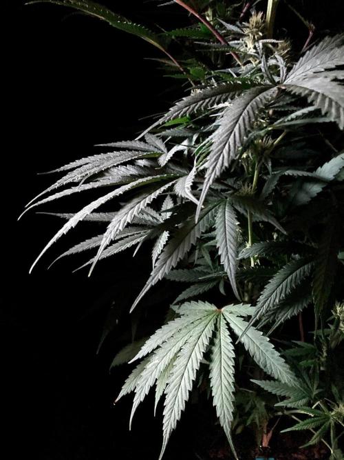 3M 🍁 NL x Thai. Week 10