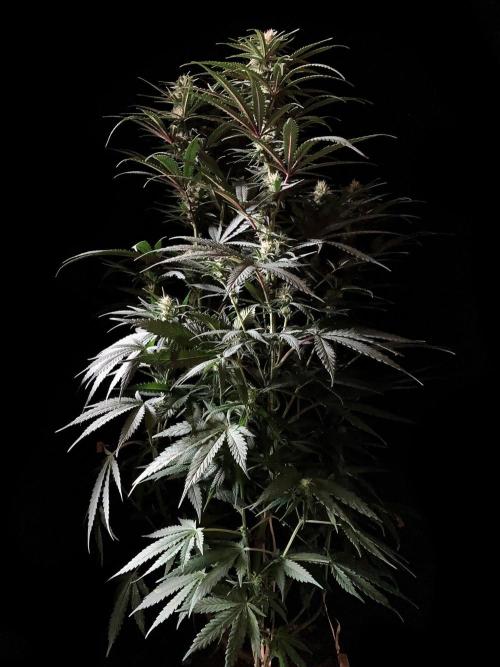 3M 🍁 NL x Thai. Week 10