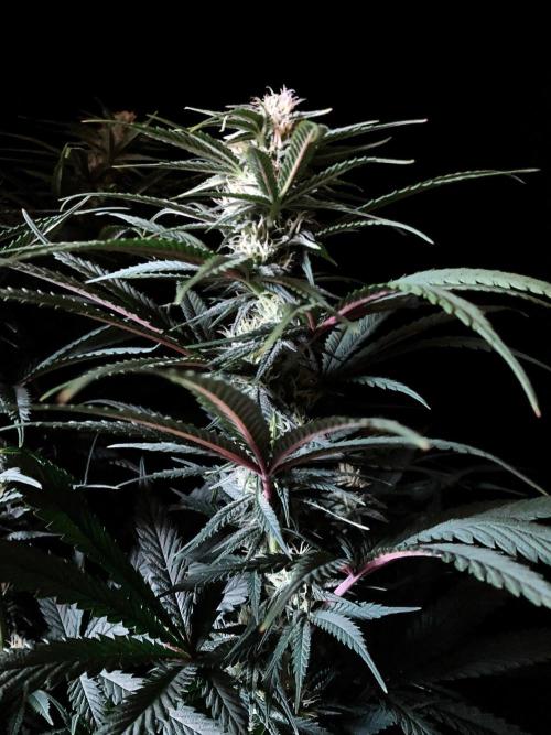 3M 🍁 NL x Thai. Week 10