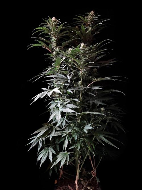 3M 🍁 NL x Thai. Week 10
