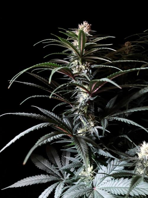 3M 🍁 NL x Thai. Week 10