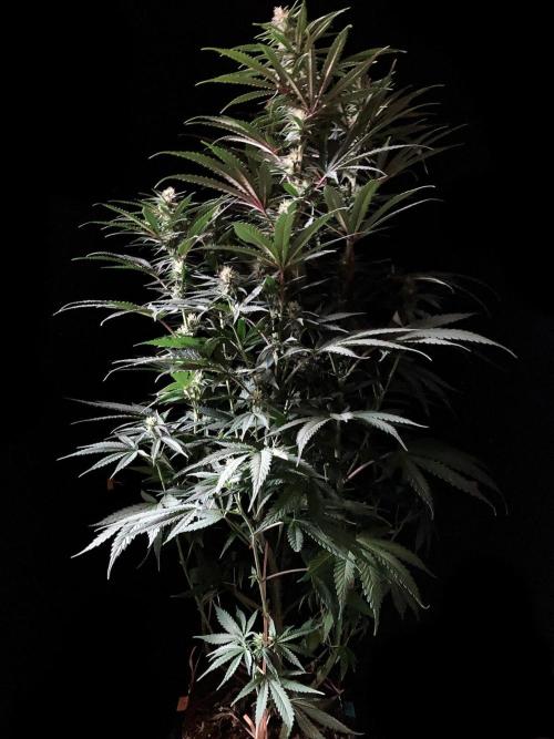 3M 🍁 NL x Thai. Week 10