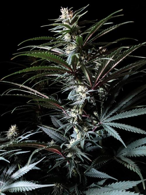 3M 🍁 NL x Thai. Week 10