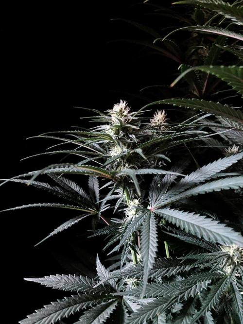 3M 🍁 NL x Thai. Week 10