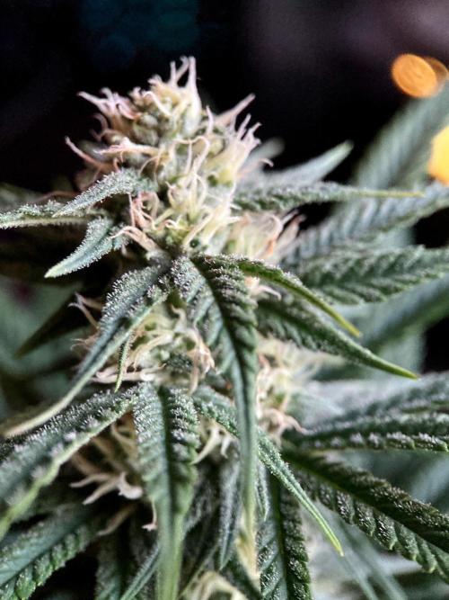 3M 🍁 NL x Thai. Week 10