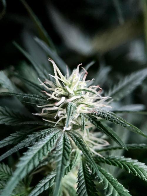 3M 🍁 NL x Thai. Week 10