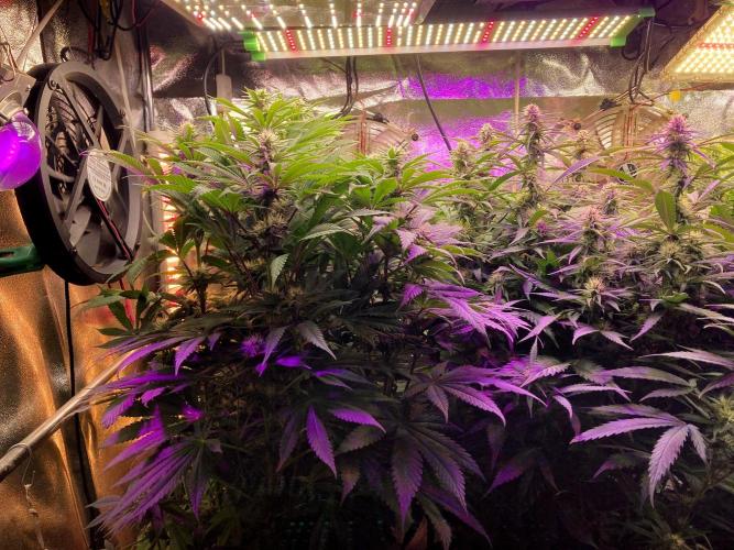 3M 🍁 NL x Thai. Week 10 - The corner