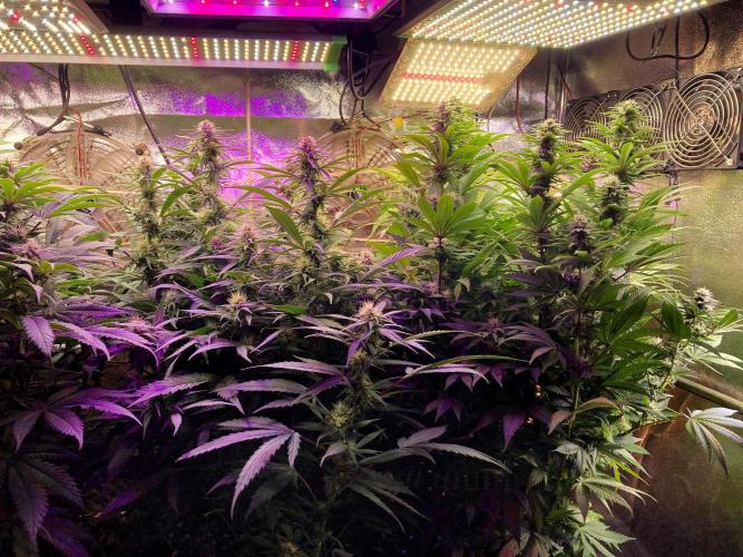 3M 🍁 NL x Thai. Week 10 - The home