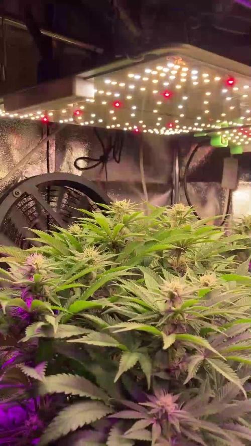 3M 🍁 NL x Thai